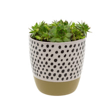 Load image into Gallery viewer, Polkadot Planter Collection
