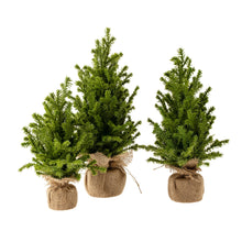 Load image into Gallery viewer, Faux Cedar Tabletop Tree- Multiple Sizes
