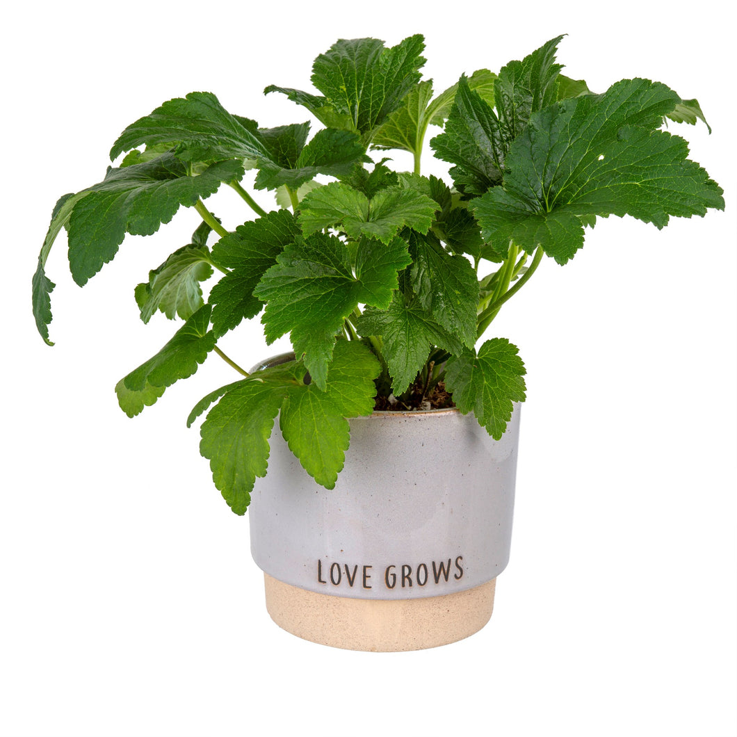 Love Grows Planters Pot